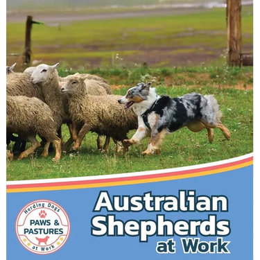 Australian Shepherds at Work