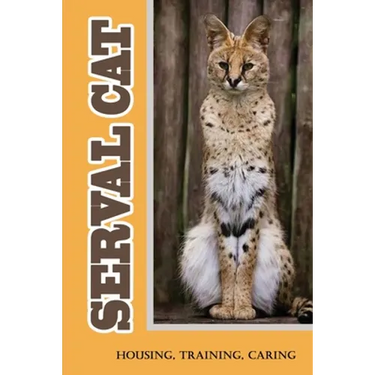 Serval Cat: Housing, Training, Caring: Care Guide For Serval Cat