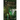 Talking to Trees