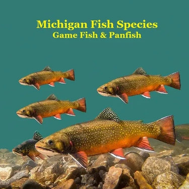 Michigan Game Fish and Panfish Species Kids Book: Great Book About the Different Types of Fish in Michigan