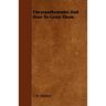 Chrysanthemums and How to Grow Them