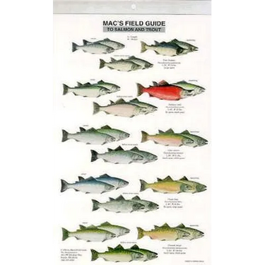 Mac's Field Guides: North American Salmon & Trout