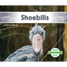 Shoebills