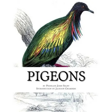 Pigeons: Pigeon Classics Book 9