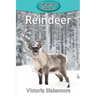 Reindeer