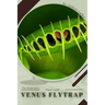 Venus Flytrap: Plant Guide