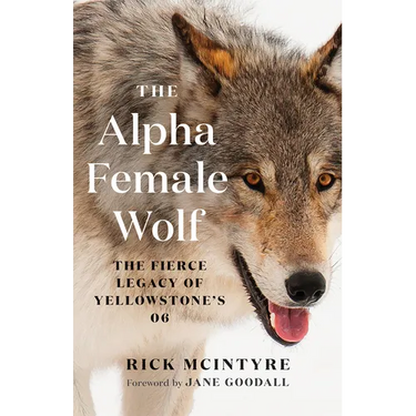 The Alpha Female Wolf: The Fierce Legacy of Yellowstone's 06