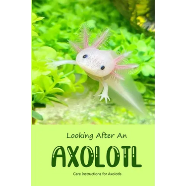 Looking After An Axolotl: Care Instructions for Axolotls