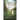 Light from a Distant Star