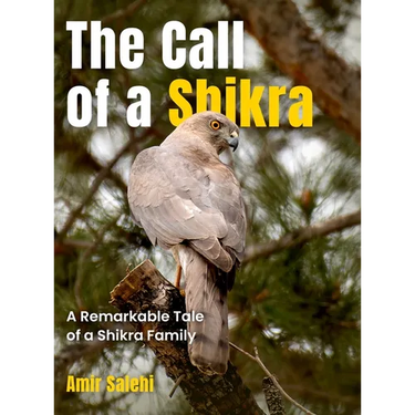 The Call of a Shikra: A Remarkable Tale of a Shikra Family