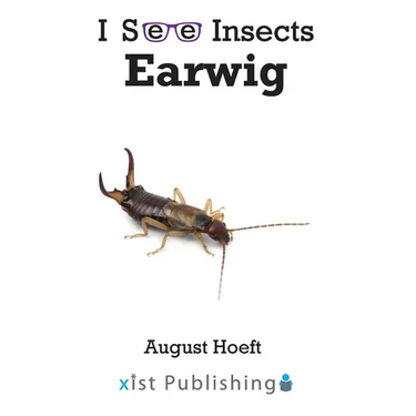Earwig