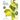 Rhs Botanical Illustration: The Gold Medal Winners