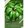Schefflera actinophylla: Plant Guide