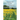 Voices and Venues in Verse: Sunflowers - God's Gift and Prize