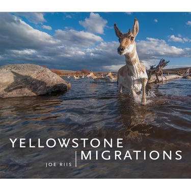 Yellowstone Migrations