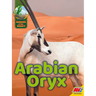 Arabian Oryx