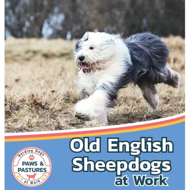 Old English Sheepdogs at Work