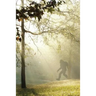 Finding Bigfoot and Other Stories