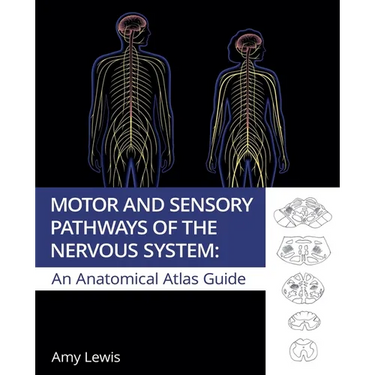 Motor and Sensory Pathways of the Nervous System