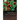 Techniques in Light Microscopy