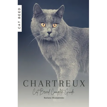 Chartreux: Cat Breed Complete Guide