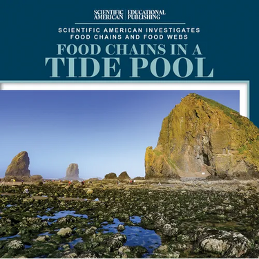 Food Chains in a Tide Pool