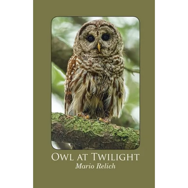 Owl at Twilight