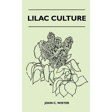 Lilac Culture