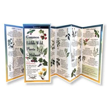 Common Wild Edible Plants of the Midwest