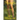 Nymph