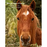 Wild and Free: Horses of the Outer Banks