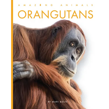 Orangutans