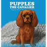 Pupples the Cavalier: Pupples Meets His New Family