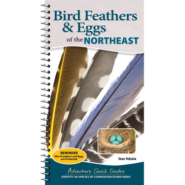 Bird Feathers & Eggs of the Northeast: Identify 40 Species of Common Backyard Birds