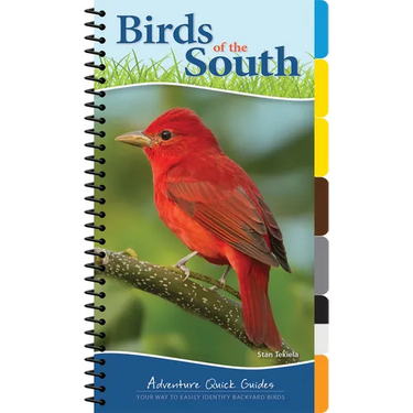 Birds of the South: Your Way to Easily Identify Backyard Birds