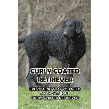 Curly Coated Retriever: Everything That You Need to Know About Curly Coated Retriever: How Well You Know ABout Curly Coated Retriever?