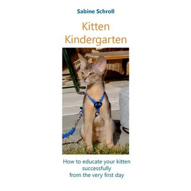 Kitten Kindergarten: How to educate your kitten successfully from the very first day