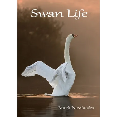 Swan Life