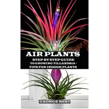 Air Plant: Step by Step Guide to Growing Tillandsia + Tips for Indoor Plants