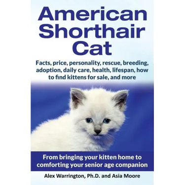 American Shorthair Cat: From bringing your kitten home to comforting your senior age companion