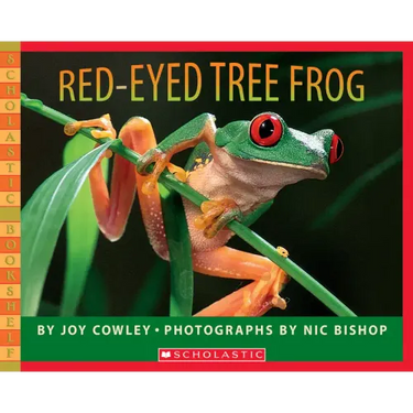 Red-Eyed Tree Frog