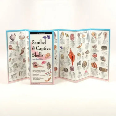 Sanibel & Captiva Shells and Beach Life