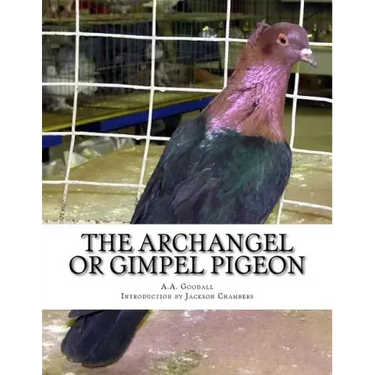 The Archangel or Gimpel Pigeon: Pigeon Breeds Book 8