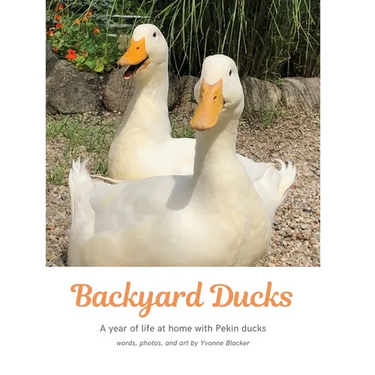 Backyard Ducks: A year of life at home with Pekin ducks