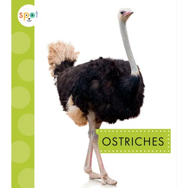 Ostriches
