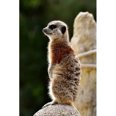 Meercat: The Meerkat or Suricate Is a Small Carnivoran Belonging to the Mongoose Family. It Is the Only Member of the Genus Suricata.