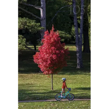 105 Meadowlark Reader: Bicycle Stories