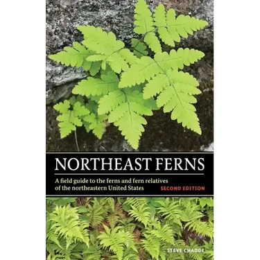 Northeast Ferns: A Field Guide to the Ferns and Fern Relatives of the Northeastern United States