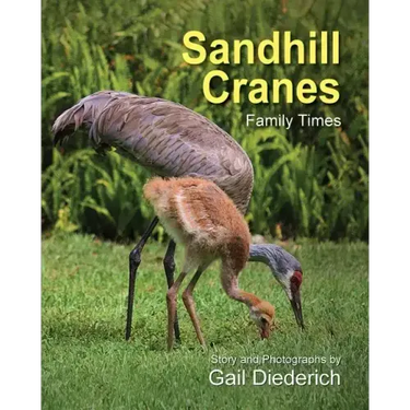Sandhill Cranes, Family Times