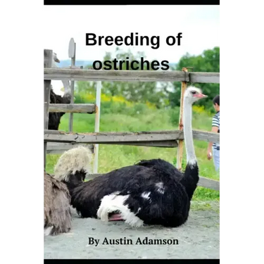 breeding of ostriches